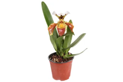 Уход за орхидеей Paphiopedilum Pinocchio