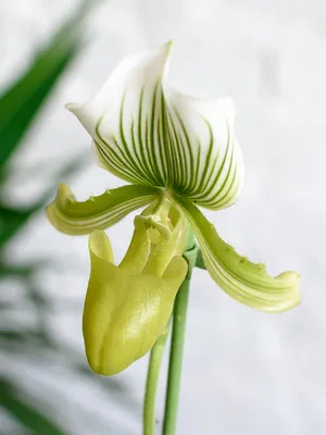Орхидея венерин башмачок, высокая …» — создано в Шедевруме