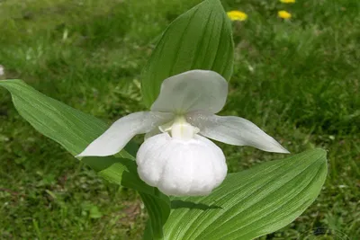 Орхидея венерин башмачок: справка - Новости Владивостока и Приморья (16+)
