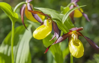 Орхидея Пафиопедилум (Paphiopedilum)