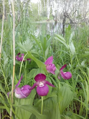 Особенности выращивания орхидеи венерин башмачок