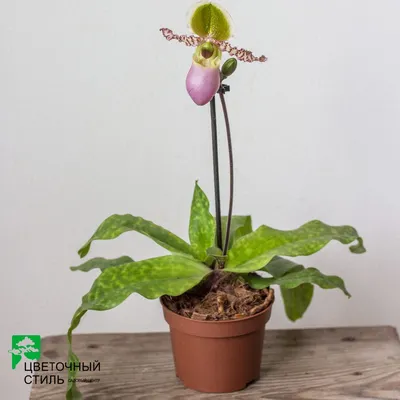 Орхидея Пафиопедилюм или Венерин башмачок \"Pinokkio\"