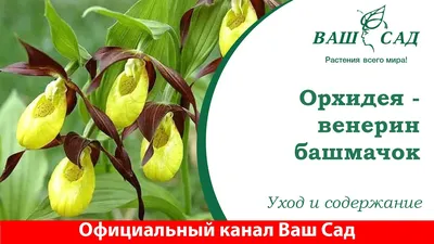 Орхидея Венерин Башмачок белый/лайм с листьями и корнями купить по цене 1  044,00 ₽/шт. Размеры 57 см. Цвет .