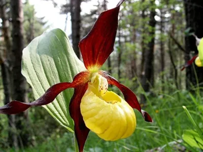 Орхидея Башмачок Циприпедиум белая р12 — Питомник Летний сад