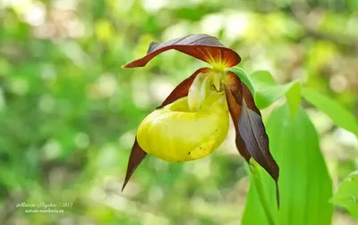 Орхидея Paphiopedilum - «Орхидея Paphiopedilum (Пафиопедилум) Венерин  башмачок – строптивая лесная нимфа у вас на подоконнике - отзыв» | отзывы