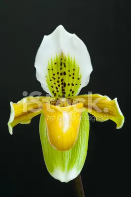 Дикая орхидея, венерин башмачок. / Охотничьи фото: Природа / Сибирский  охотник
