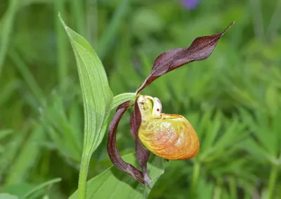 Венерин башмачок (Cypripedium calceolus) - Природа Республики Мордовия