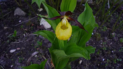 Желтая Орхидея Башмачок Стоковые Фотографии | FreeImages