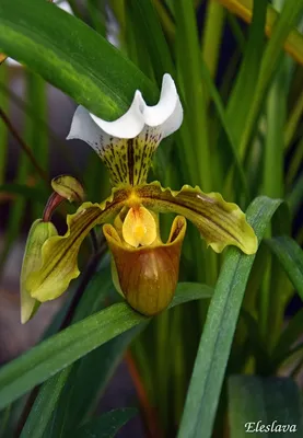 Орхидея Башмачок, красиво, 30mm lens…» — создано в Шедевруме