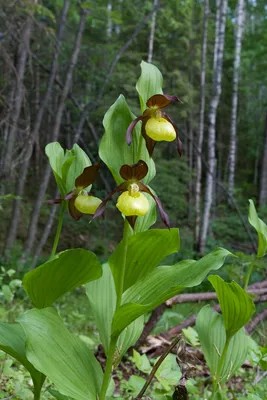 Орхидея Пафиопедилум, Венерин башмачок - Paphiopedilum. Уход за  пафиопедилумом.