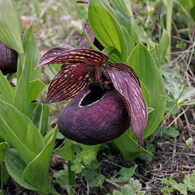 Орхидея венерин башмачок (Cypripedium calceolus).