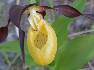 Орхидея башмачок крупноцветковый (Cypripedium macranthos) — Фото №1370111