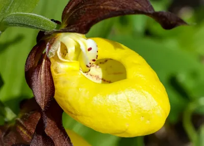 Пересадка пафиопедилума. Орхидея венерин башмачок. - YouTube