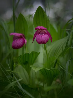 Фото Орхидея - Венерин башмачок на фотохостинге Fotoload