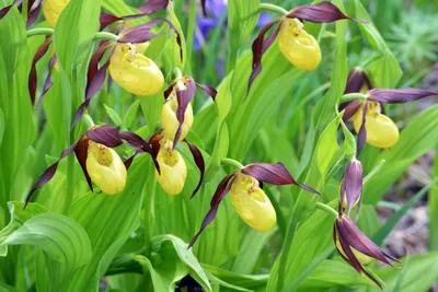 Садовые орхидеи : Cypripedium macranthos Башмачок крупноцветковый