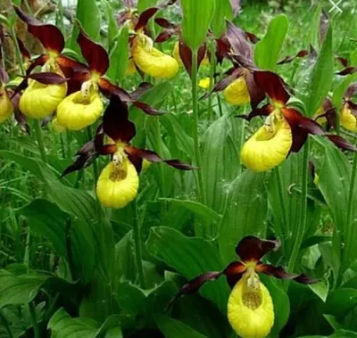 Орхидея башмачок крупноцветковый (лат.Cypripedium macranthos),  Новосибирская область — Фото №1349481