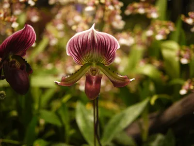 Орхидея Paphiopedilum Pinocchio