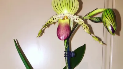Орхидея венерин башмачок цвета мокко…» — создано в Шедевруме