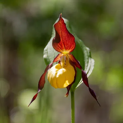 Купить садовые орхидеи (венерин башмачок) - высокое качество от  производителя.