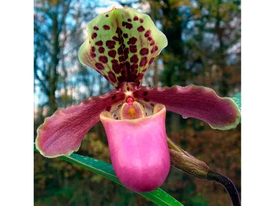 орхидея пафиопедилюм, архидея пафиопедилум, садовый центр цветочный стиль