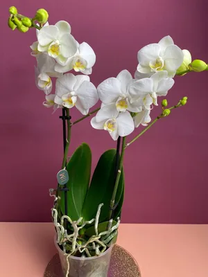 Орхидея Мультифлора белая купить в Москве с доставкой | Магазин растений  Bloom Story (Блум Стори)