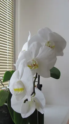Белые орхидеи — реальные аристократы | уДачная жизнь