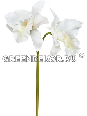 Фотообои Крупная белая орхидея 33520 купить в Украине | Интернет-магазин  Walldeco.ua