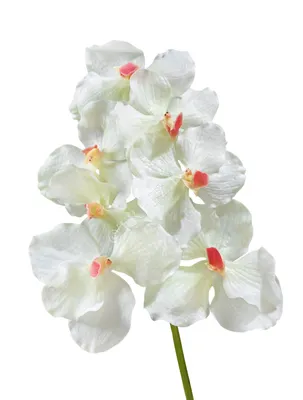 Белая орхидея. Купить белый фаленопсис сорт Икария - Киев, Украина
