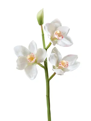 Орхидея Каттлея крупная белая высота 42 см - купить в Москве недорого |  Greendekor.ru