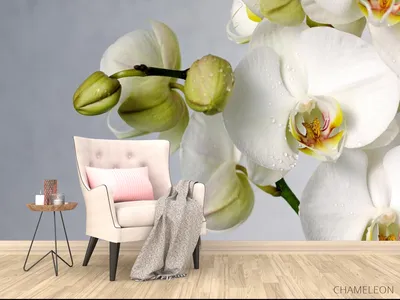 Орхидея Ванда белая с роз. сердцевинкой 30.0611083CR – купить в Москве