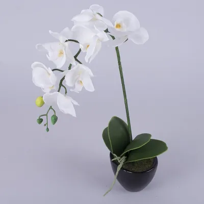 Орхидея Цимбидиум ветвь белая малая 30.0611084WH – купить в Москве