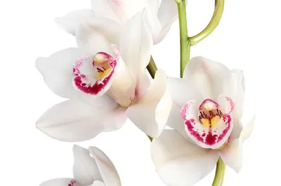 Фотообои крупная белая орхидея с каплями», (арт. 20777) - купить в  интернет-магазине Chameleon