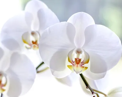 Орхидея Фаленопсис в кашпо белая купить с доставкой в МЕГАСТРОЙ Казань