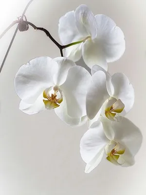 Орхидея белая: цена 400 грн - купить Комнатные растения на ИЗИ | Днепр