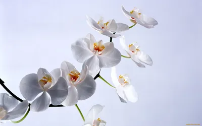 Орхидея белая. Силикон. 11 цветков на ветке длина 108см. Арт0211 -  mythepark.ru