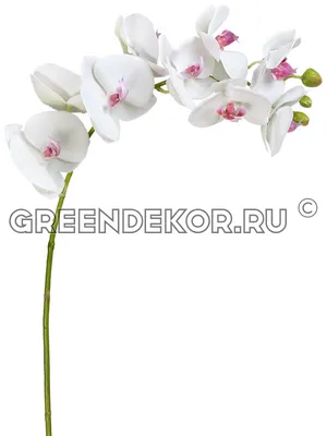 Орхидея белая крупная фото фотографии
