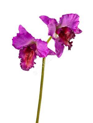 Орхидея с белыми цветами - 64 фото