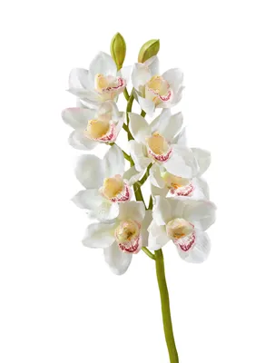 Орхидея белая крупная цветет — купить в Красноярске. Горшечные растения и  комнатные цветы на интернет-аукционе Au.ru