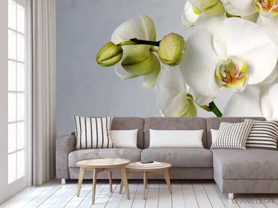 Орхидея Фаленопсис Мидл бледно-золотистая с бордо 30.0611086YL – купить в  Москве