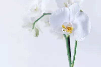 Орхидея Фаленопсис белая с розовой сердцевинкой ветвь высота 74 см - купить  в Москве недорого | Greendekor.ru
