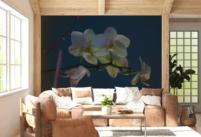 Орхидея Фаленопсис Элегант розово-белая 30.0611087LPK – купить в Тюмени