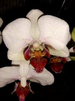 Белая Орхидея - 55 фото