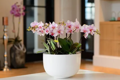 Орхидея Цимбидиум белая ветка (00044) купить поштучно с доставкой в  Архангельске
