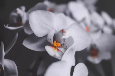 Белая орхидея крупная - 76 фото