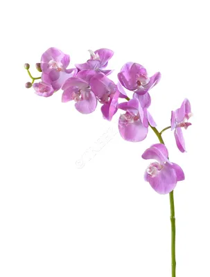 БЕЛО-КРАСНЫЙ под заказ - Фаленопсисы - Фаленопсисы - Самые Красивые Орхидеи