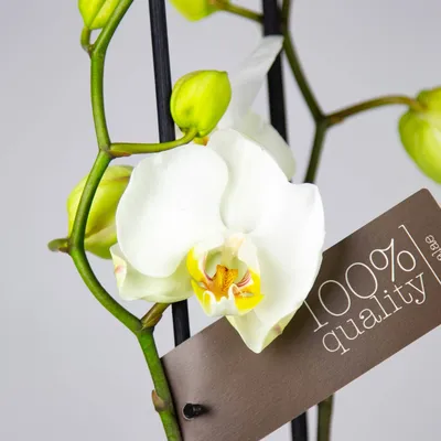Орхидея Каттлея крупная белая - купить по выгодной цене в Москве и  Санкт-Петербурге