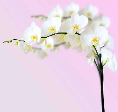 Купить Букет 51 крупная орхидея в упаковке R126 в Москве, цена 23 750 руб.