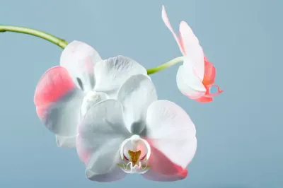 Орхидея Фаленопсис Мидл розово-белая 30.0611086LPK – купить в Краснодаре