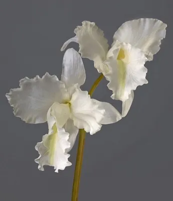 Букеты/Цветы/Доставка on Instagram: \"Крупная белая орхидея в наличии. Цена  1000р #орхидеи#орхидеиорел\"