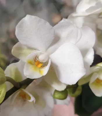 Орхидея Фаленопсис Мидл розово-белая высота 76 см - купить в Москве  недорого | Greendekor.ru